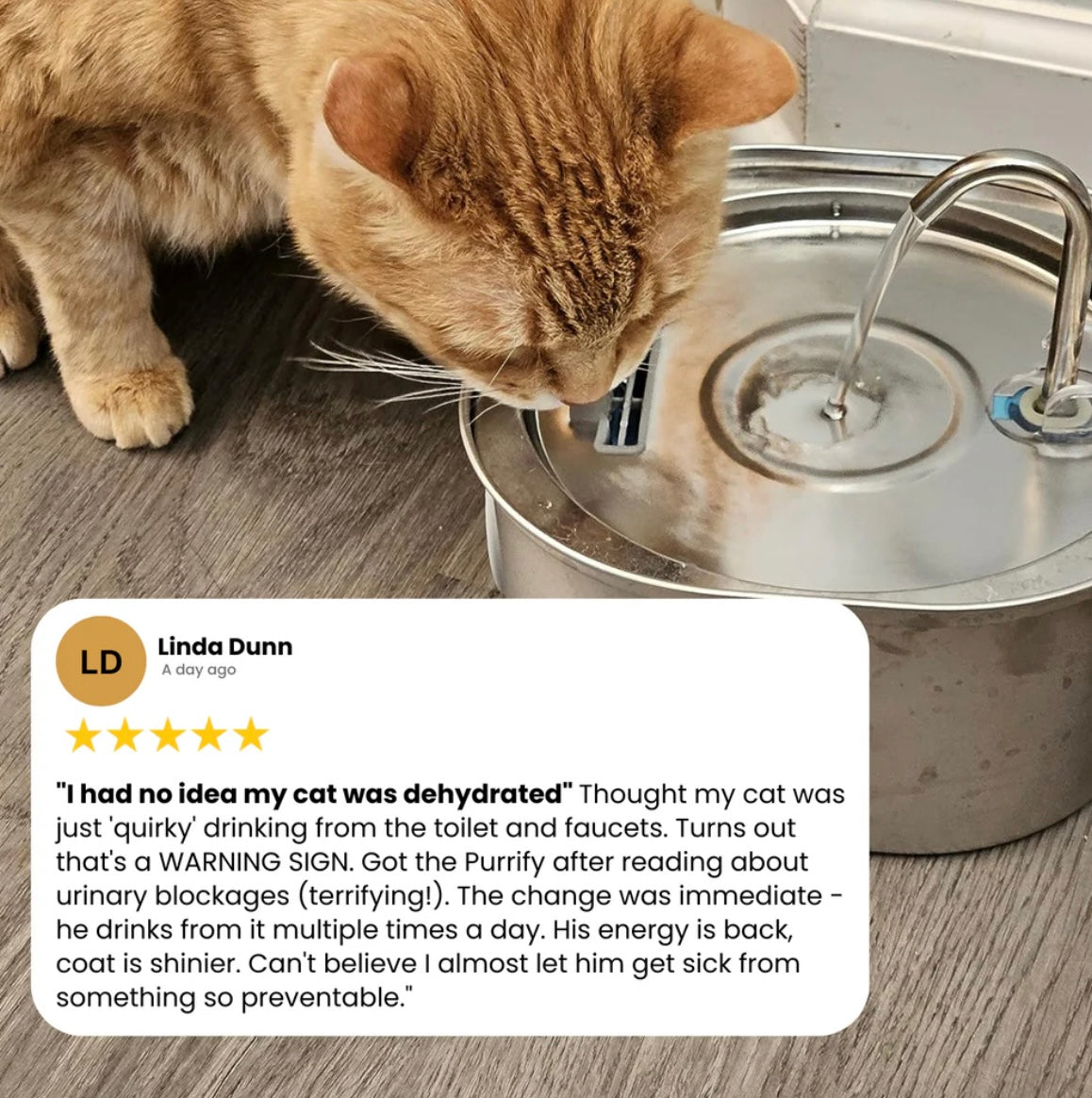 Prevent kidney failure and urinary emergencies with WhiskerWell