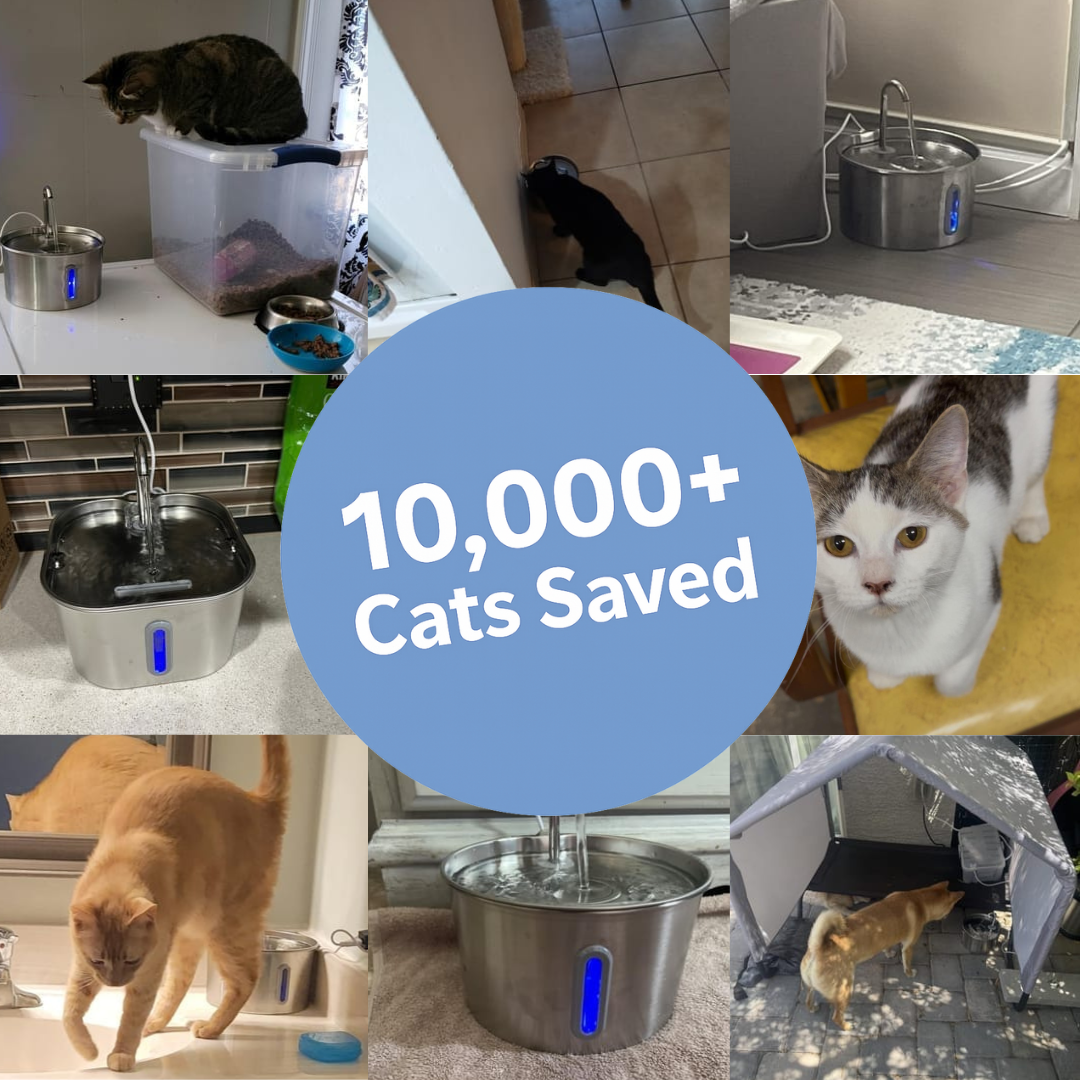Prevent kidney failure and urinary emergencies with WhiskerWell