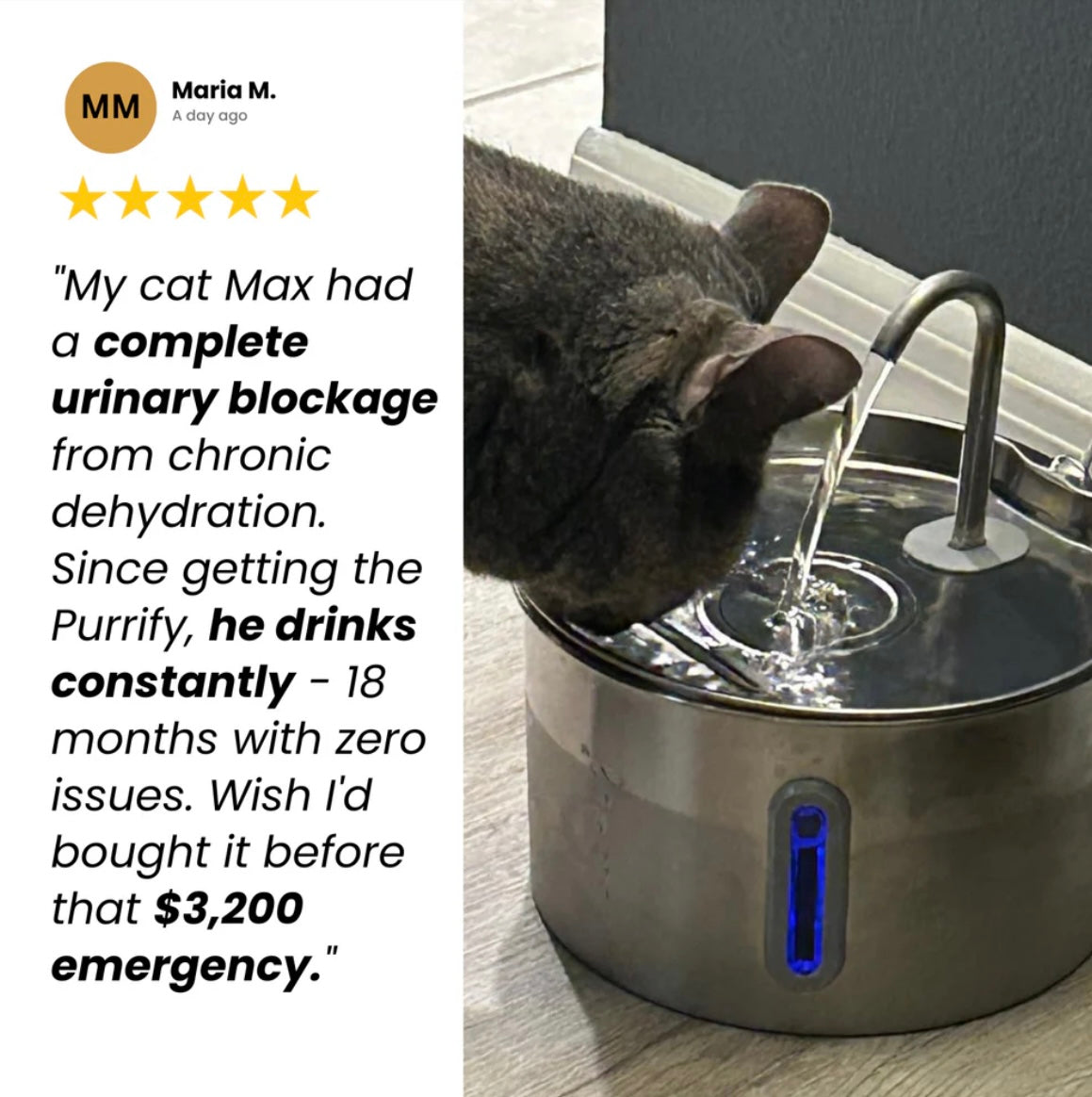 Prevent kidney failure and urinary emergencies with WhiskerWell